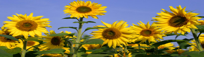 sunflowers